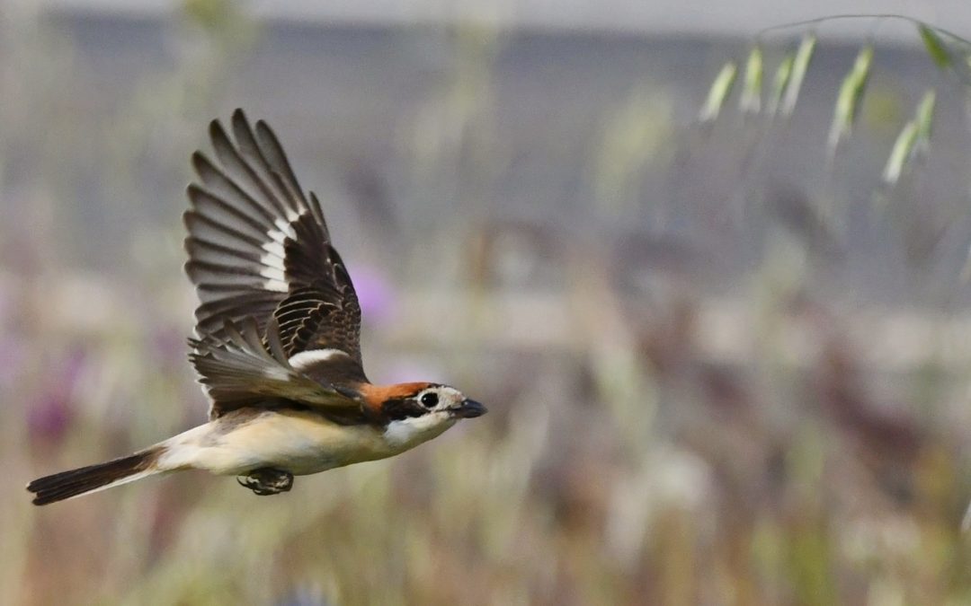 Rödhuvad törnskata | Woodchat Shrike | Lanius senator