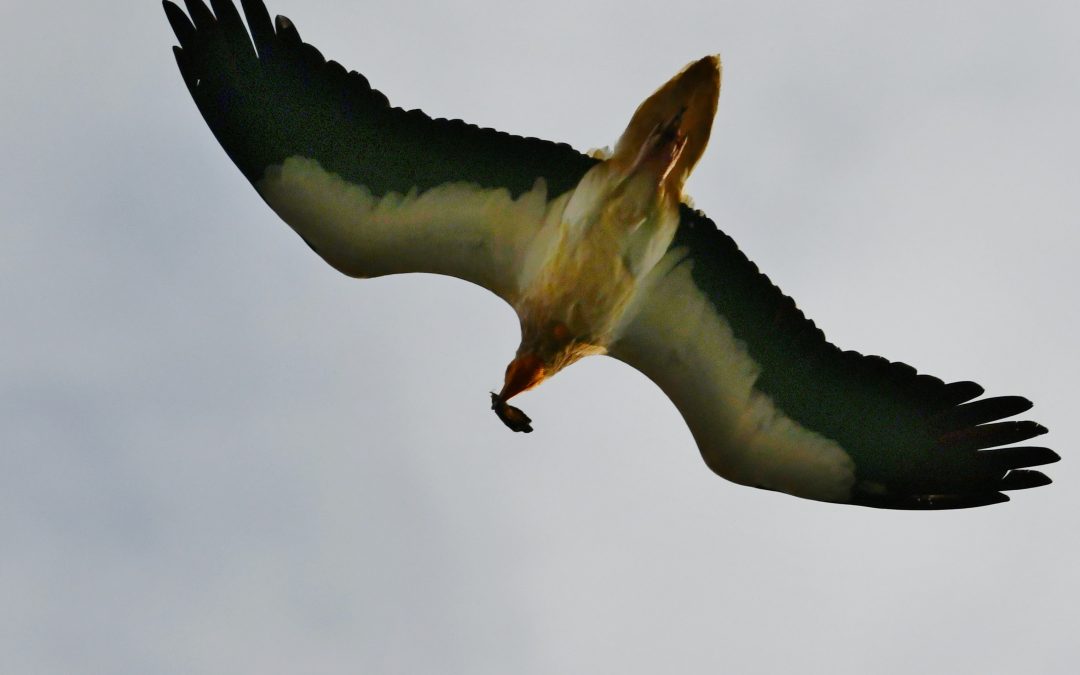 Smutsgam | Egyptian Vulture | Neophron percnopterus