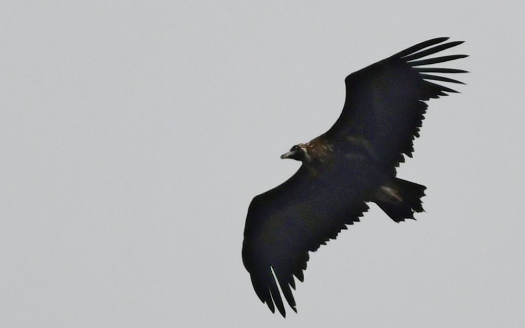 Grågam | Eurasian Black Vulture | Aegypius monachus