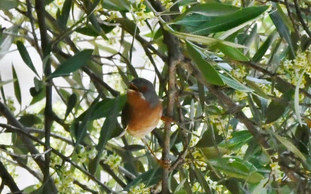 Rödstrupig sångare | Subalpine Warbler | Sylvia cantillans