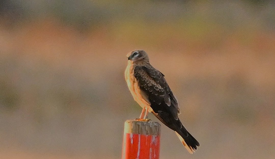 Ängshök | Montagu`s Harrier | Circus pygargus