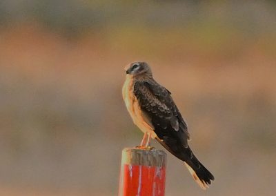 Ängshök | Montagu`s Harrier | Circus pygargus
