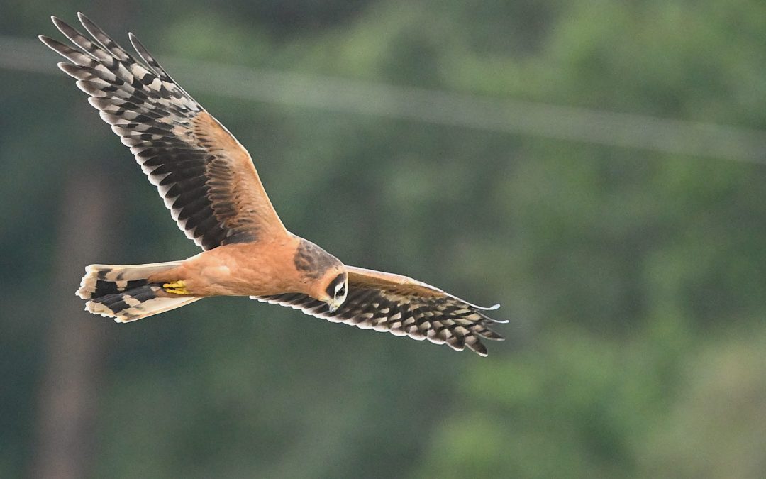 Stäpphök | Pallid Harrier | Circus Macrourus