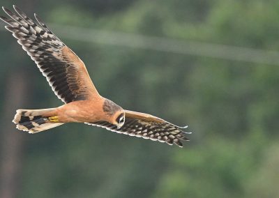 Stäpphök | Pallid Harrier | Circus Macrourus