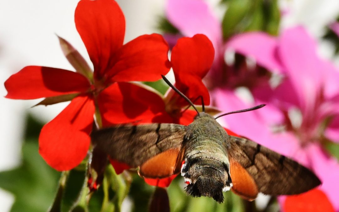 Större dagsvärmare | Hummingbird Hawk-Moth | Macroglossum stellatarum