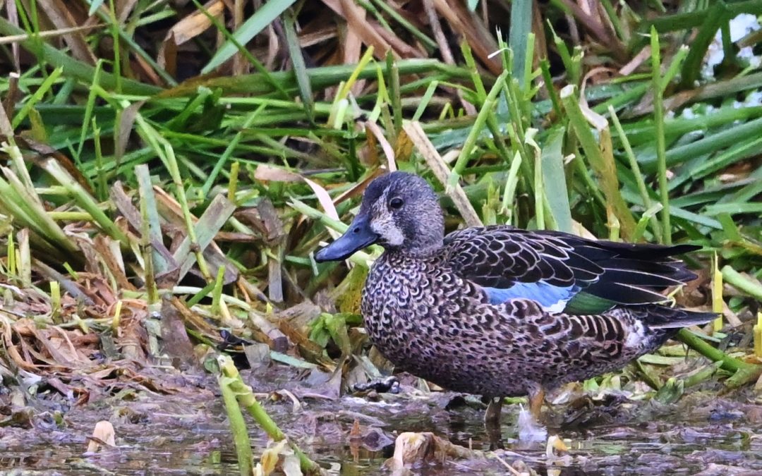 Blåvingad årta | Blue-winged Teal | Anas discors