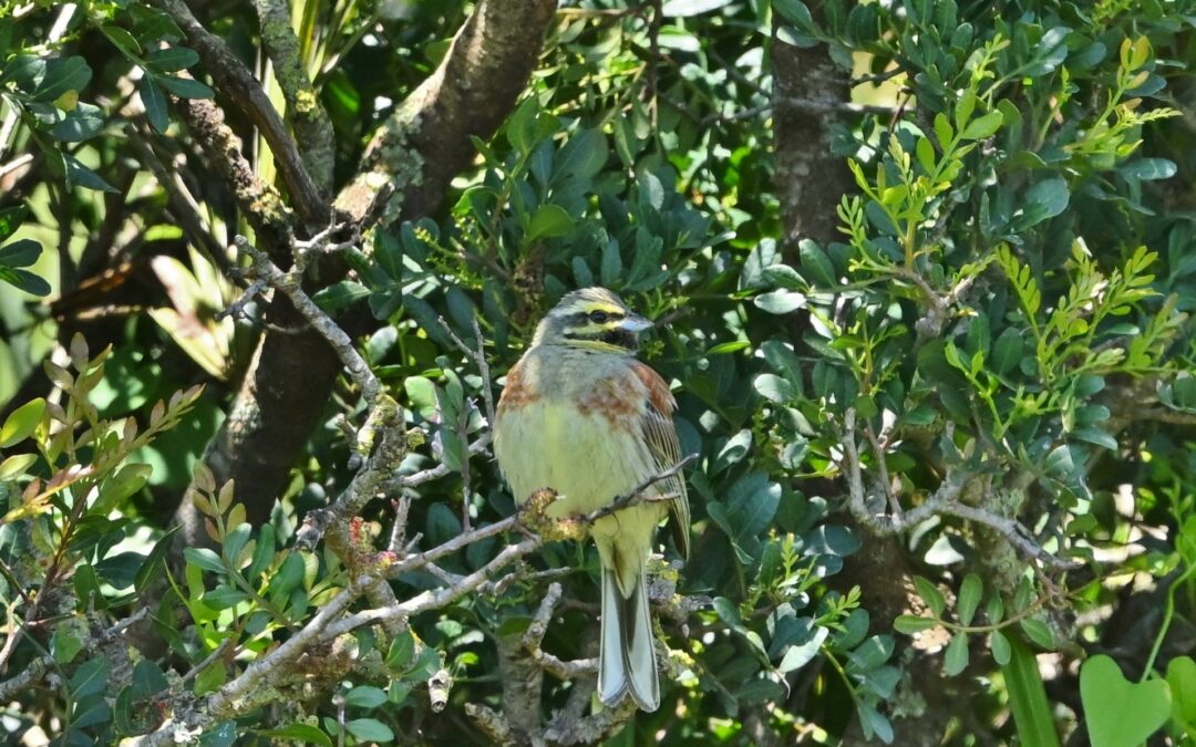 Häcksparv | Cirl Bunting | Emberiza cirlus