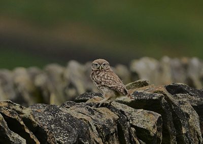 Minervauggla | Little Owl | Athene noctua