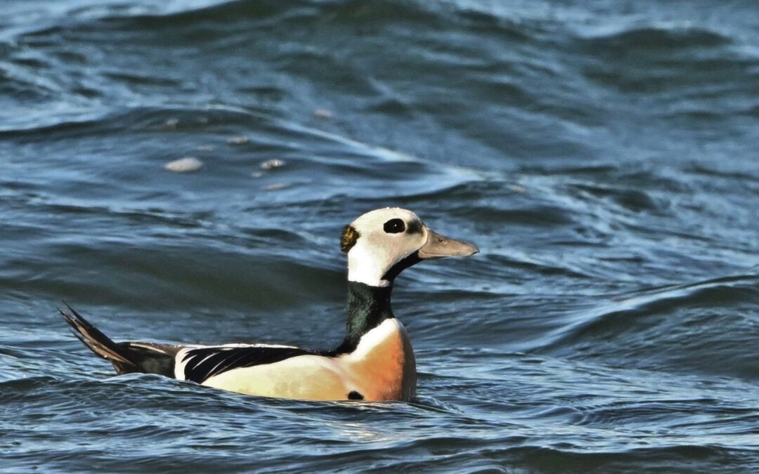 Alförrädare | Steller’s Eider | Polysticta stelleri