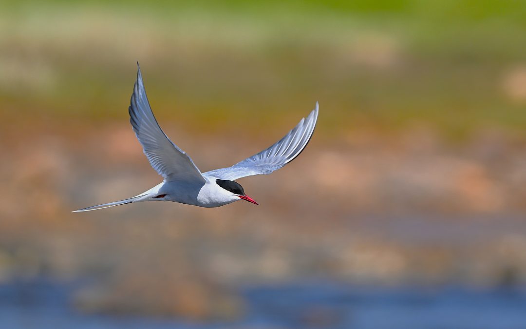 Silvertärna | Arctic tern | Sterna paradisaea