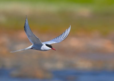 Silvertärna | Arctic tern | Sterna paradisaea