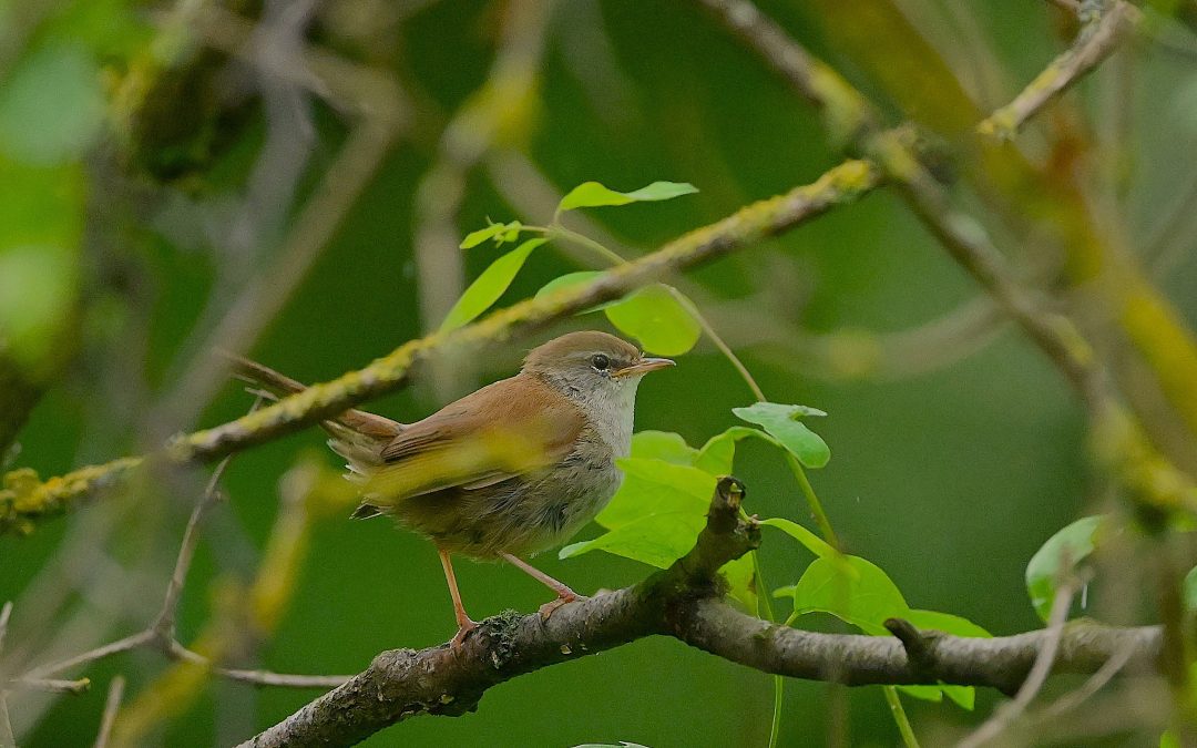 Cettisångare | Cetti’s warbler | Cettia cetti
