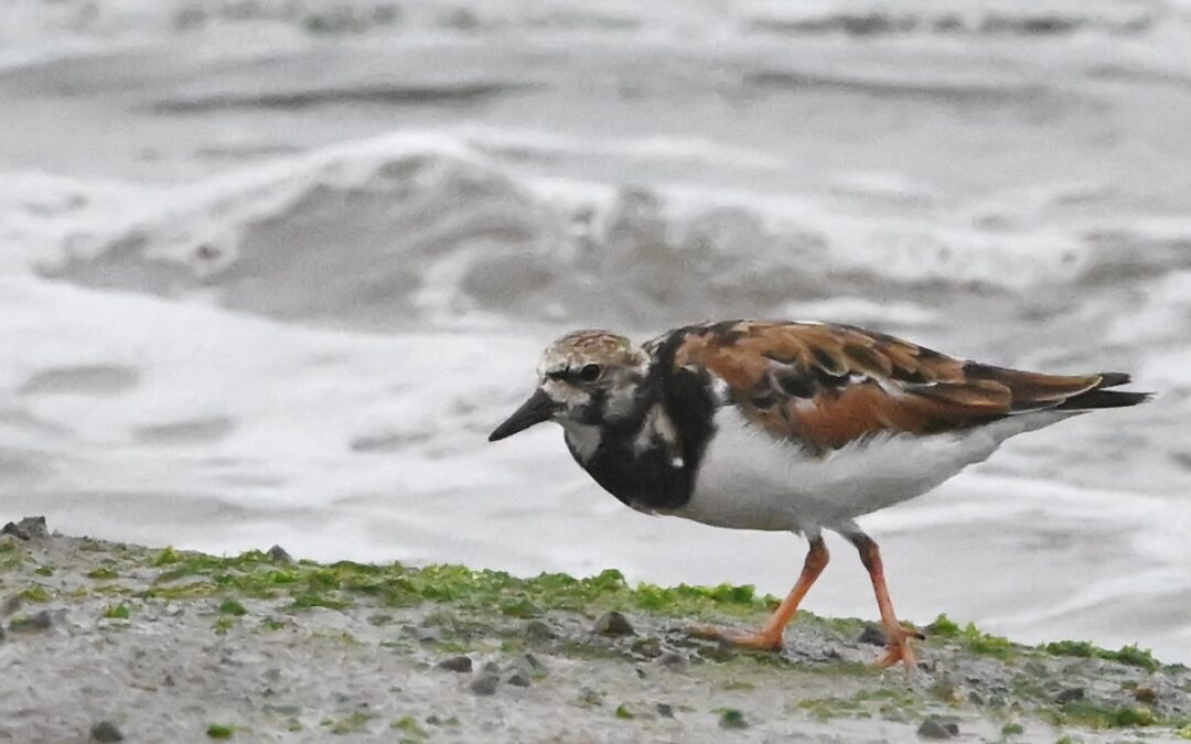 Playero vuelvepiedras | Ruddy Turnstone | Arenaria interpres