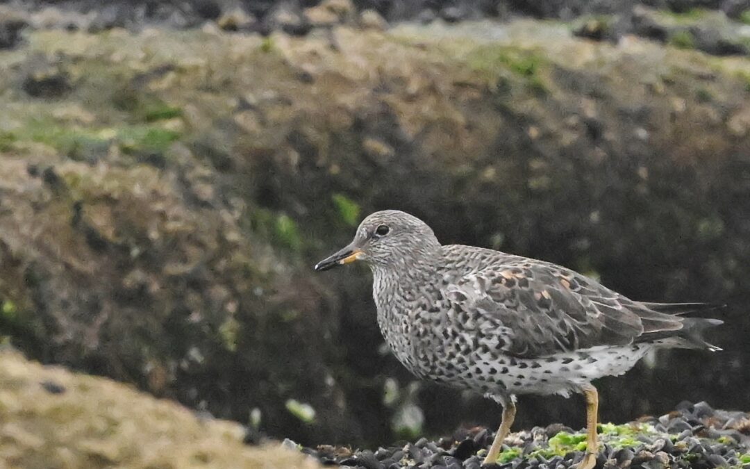 Playero de las rompientes | Surfbird | Calidris virgata
