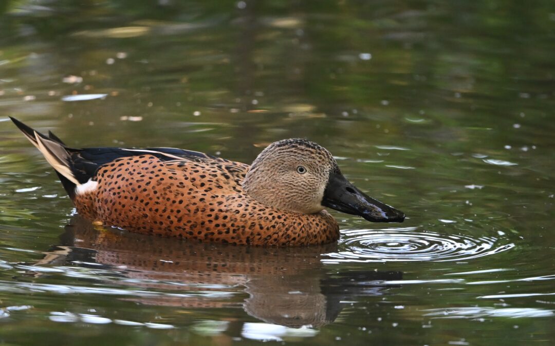 Pato cuchara | Red shoveler | Spatula platalea