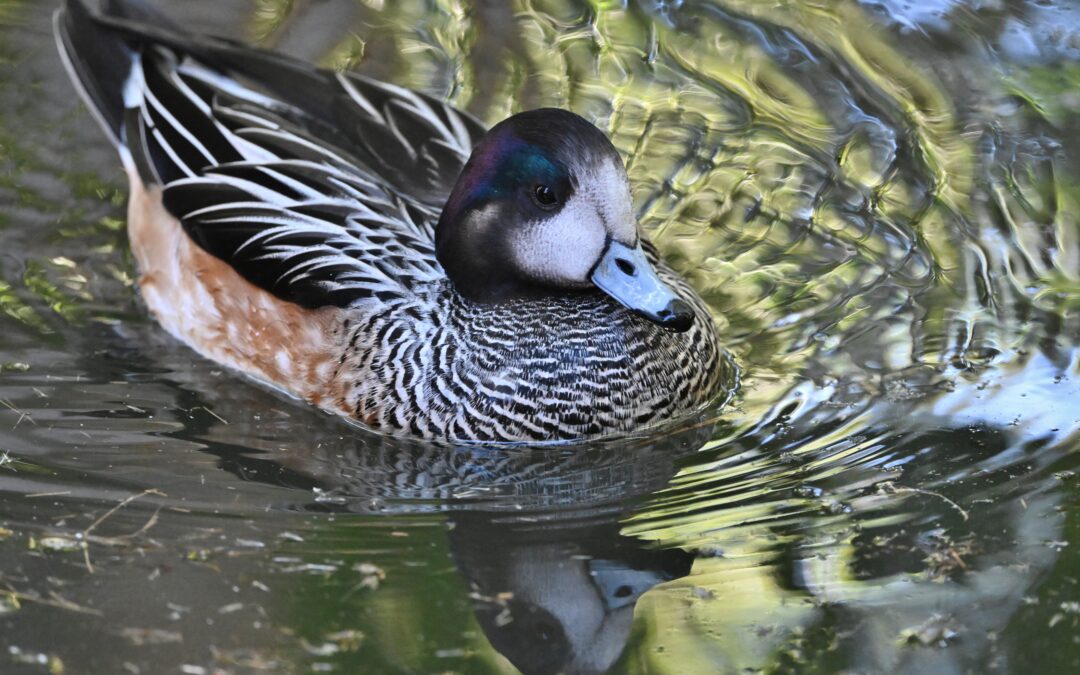 Pato real | Chiloe Wigeon | Mareca sibilatrix