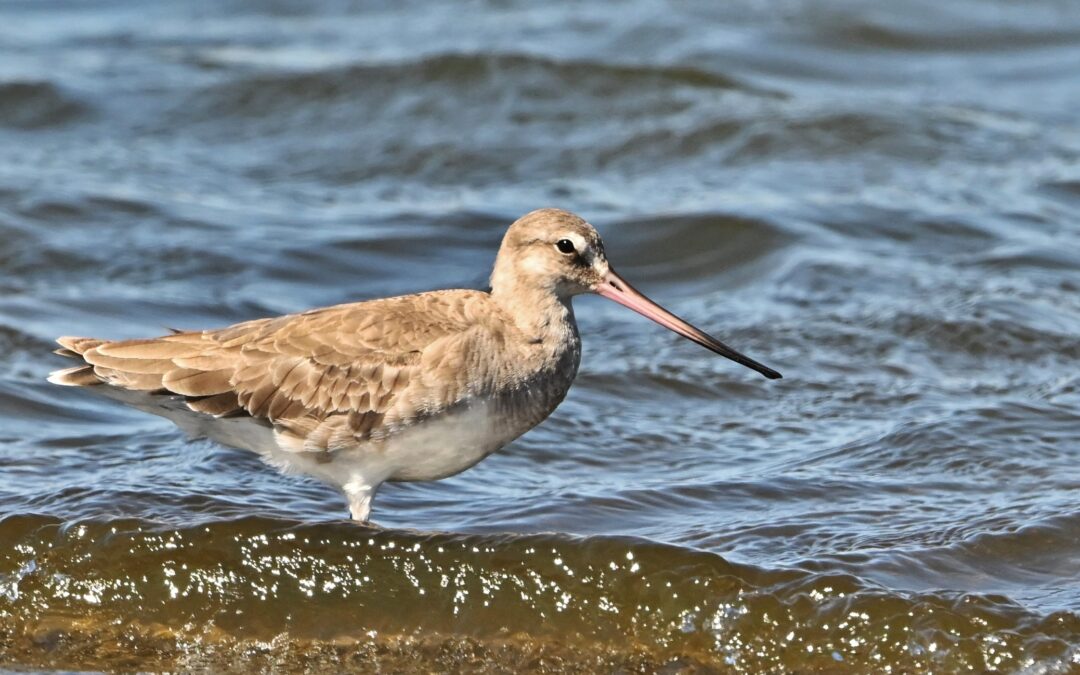 Zarapito pico recto | Hudsonian Godwit | Limosa haemastica