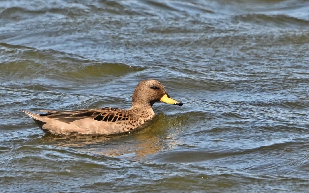 Pato jergón chico | Yellow-billed Teal | Anas flavirostris