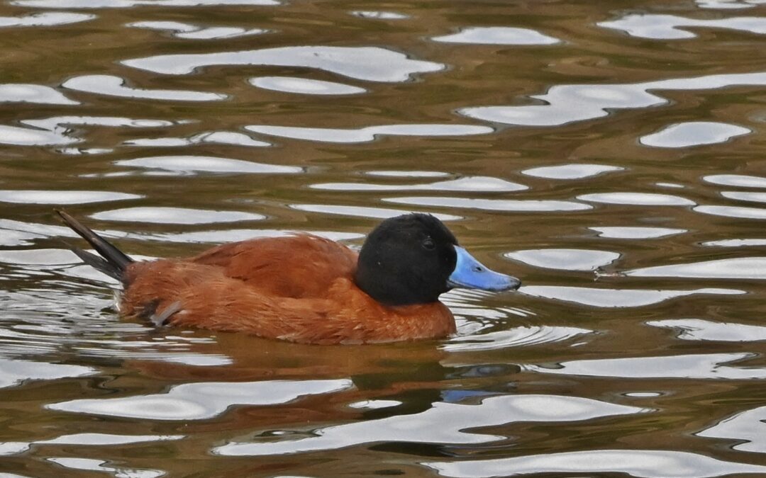Pato rana de pico delgado | Lake Duck | Oxyura vittata