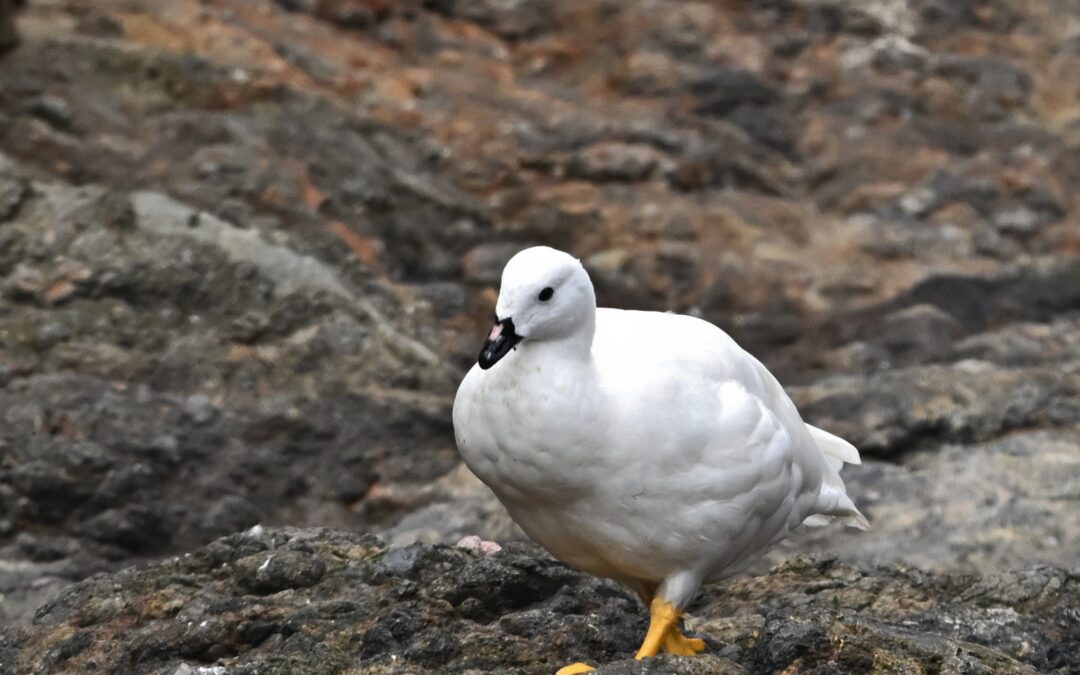 Caranca | Kelp Goose | Chloephaga hybrida
