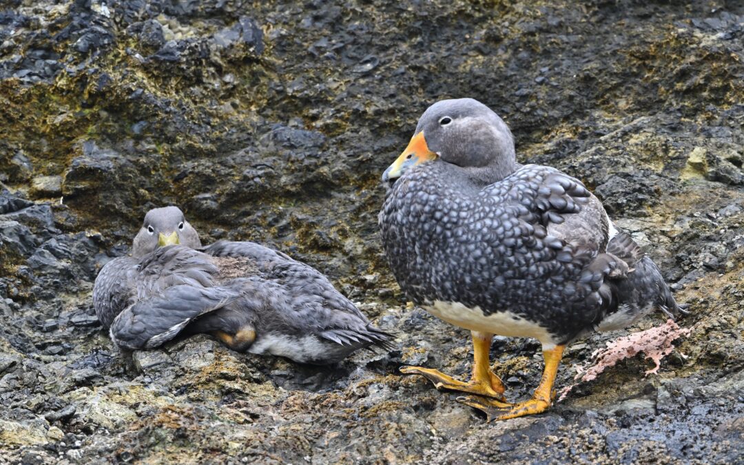 Quetro no volador | Magellanic Steamerduck | Tachyeres pteneres