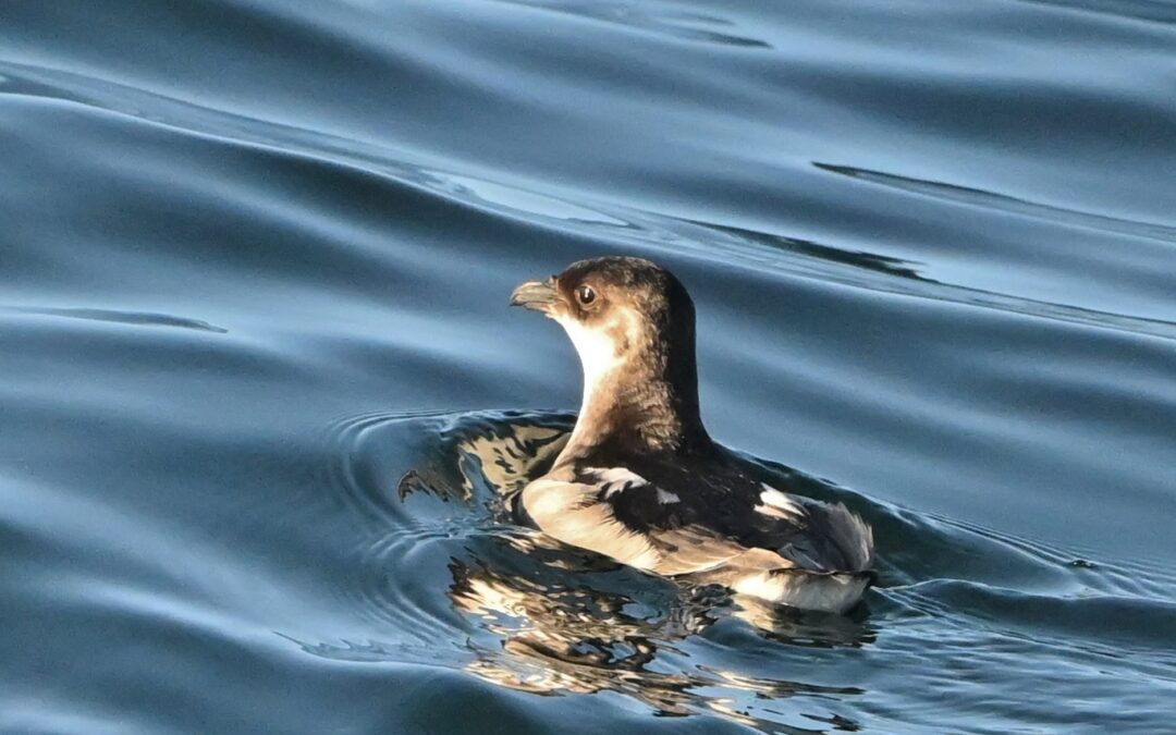 Yunco | Peruvian Diving Petrel | Pelecanoides garnoti