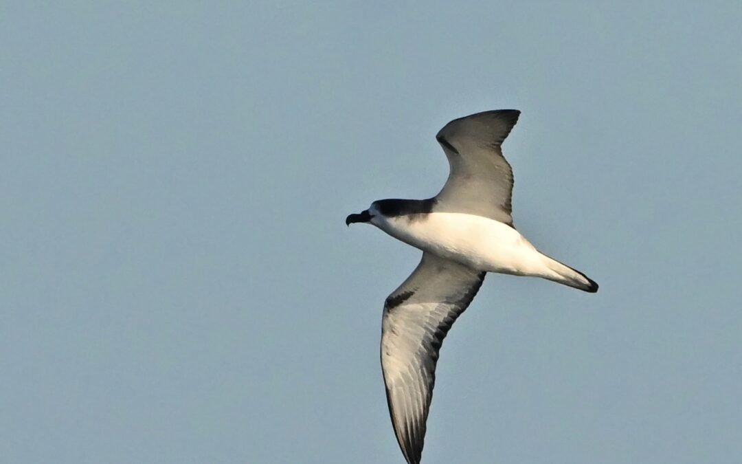 Fardela blanca de Juan Fernández | Juan Fernandez Petrel | Pterodroma externa