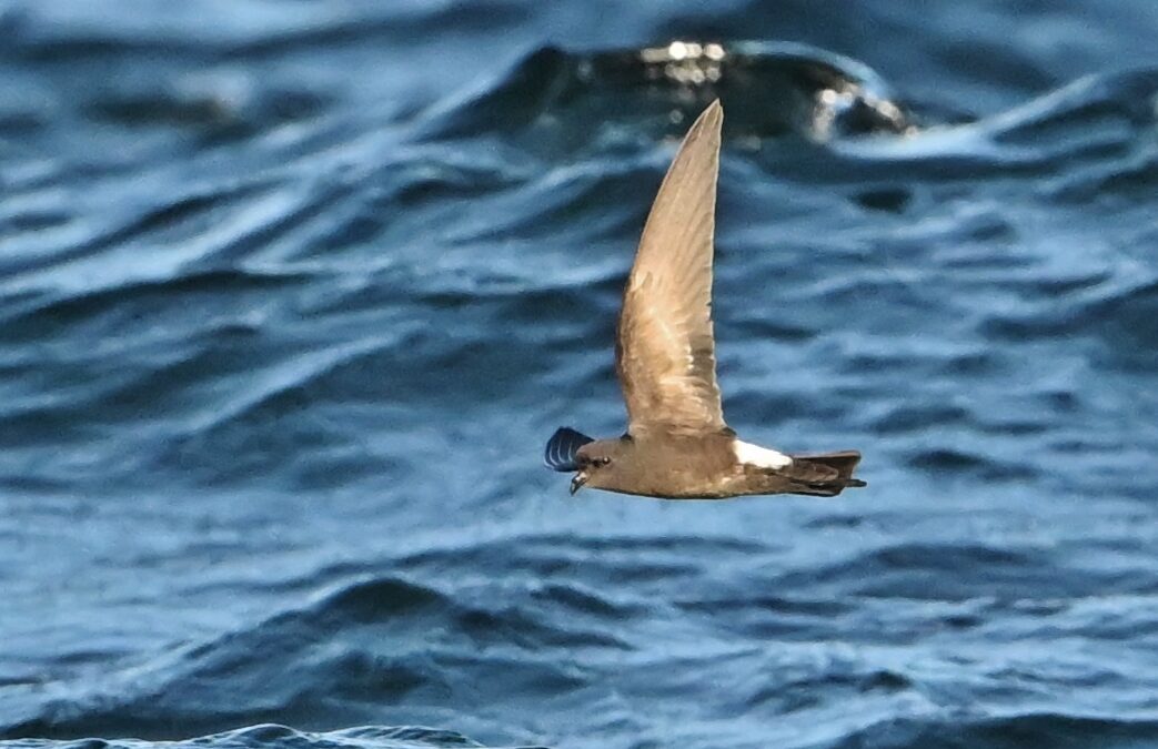 Golondrina de mar | Wilson´s Storm-Petrel | Oceanites oceanicus