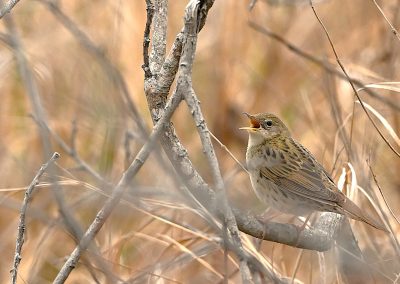 Gräshoppsångare | Common Grasshopper Warbler | Locustella naevia