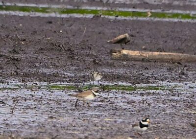 Myrsnäppa | Broad-billed Sandpiper | Calidris falcinellus