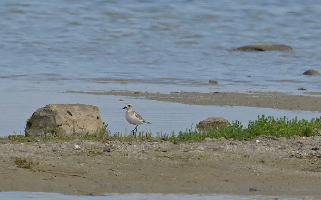 Ökenpipare | Greater Sand Plover | Charadrius leschenaultii