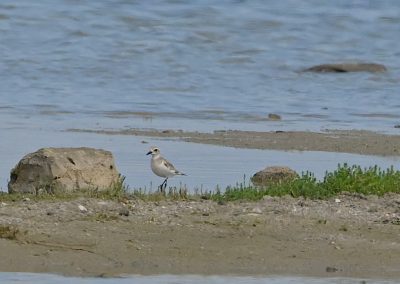 Ökenpipare | Greater Sand Plover | Charadrius leschenaultii
