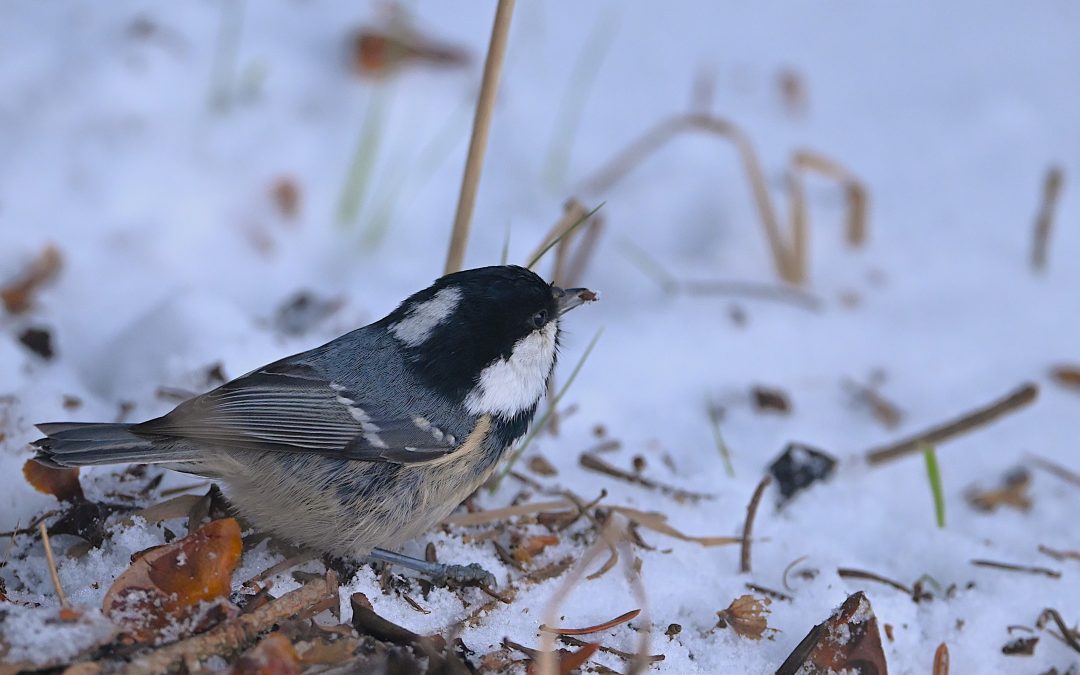 Svartmes | Coal tit | Periparus ater