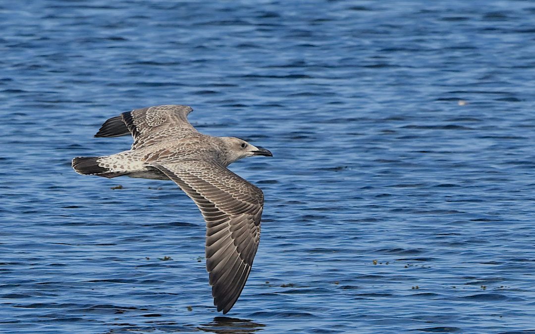 Kaspisk trut | Caspian Gull | Larus cachinnans