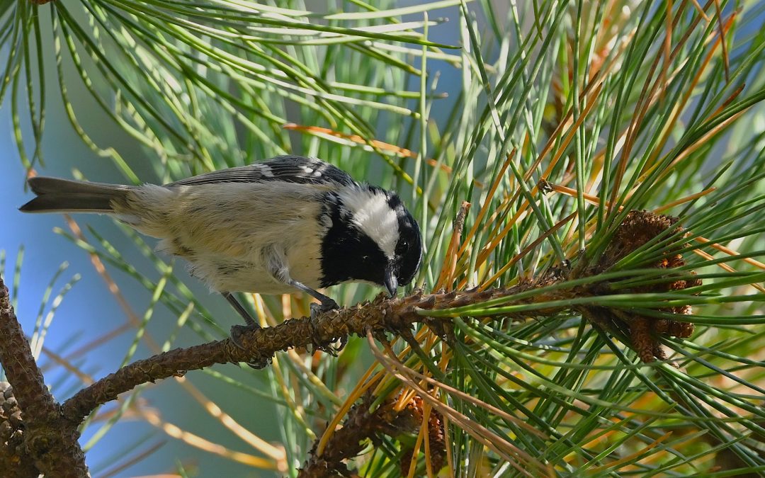 Svartmes | Coal tit | Periparus ater