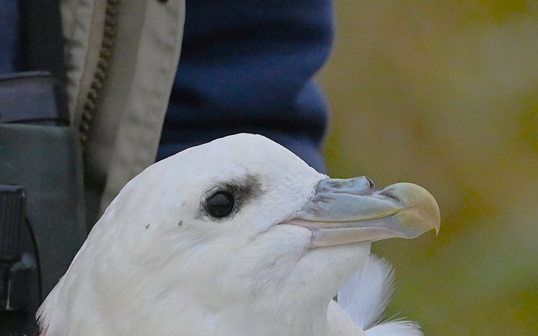 Stormfågel | Northern Fulmar | Fulmarus glacialis