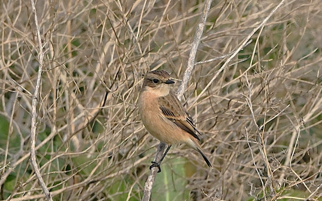 Vitgumpad Buskskvätta | Eastern Stonechat | Saxiola maurus stejnegeri