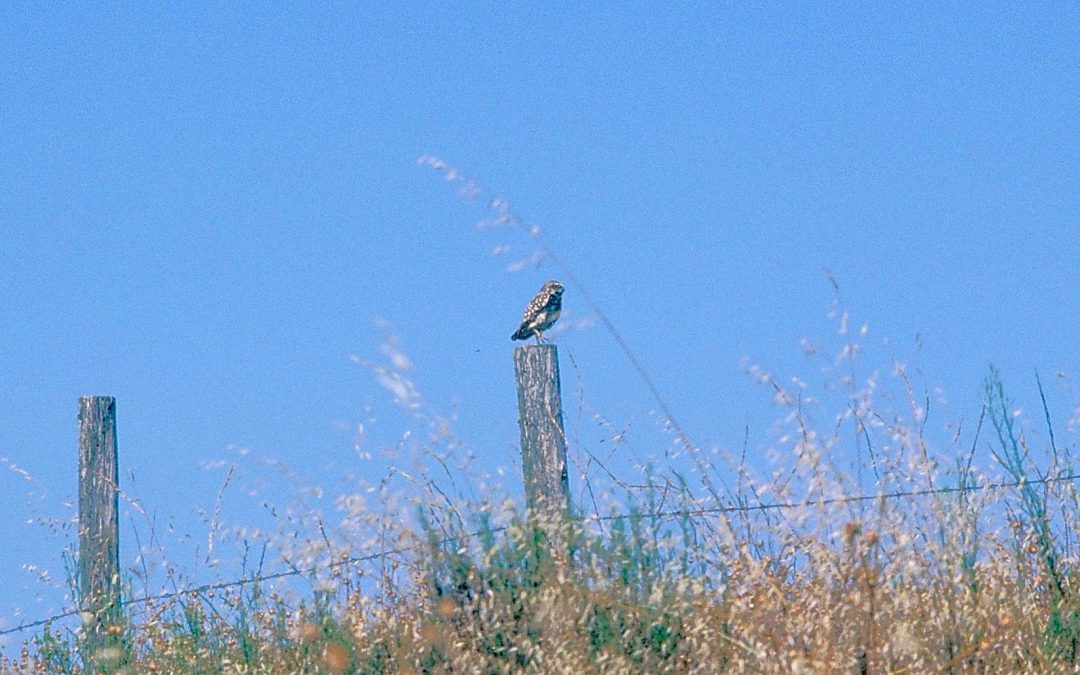 Pequén | Burrowing Owl | Athene cunicularia