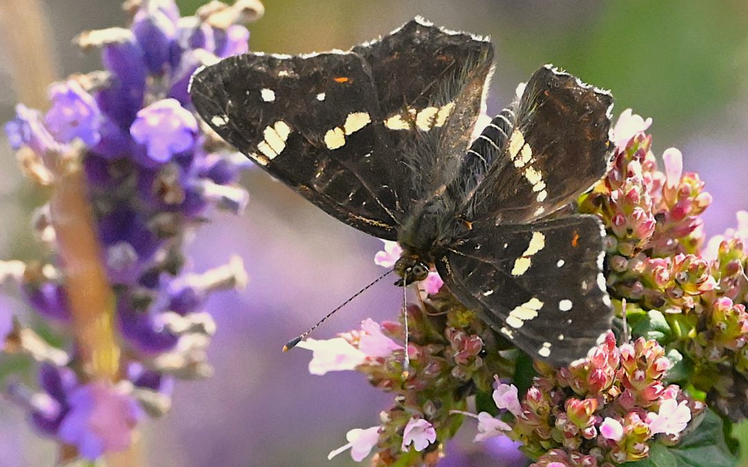 Kartfjäril | Map Butterfly | Araschnia levana