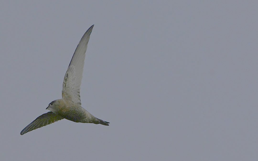 Blek tornseglare | Pallid Swift | Apus pallidus