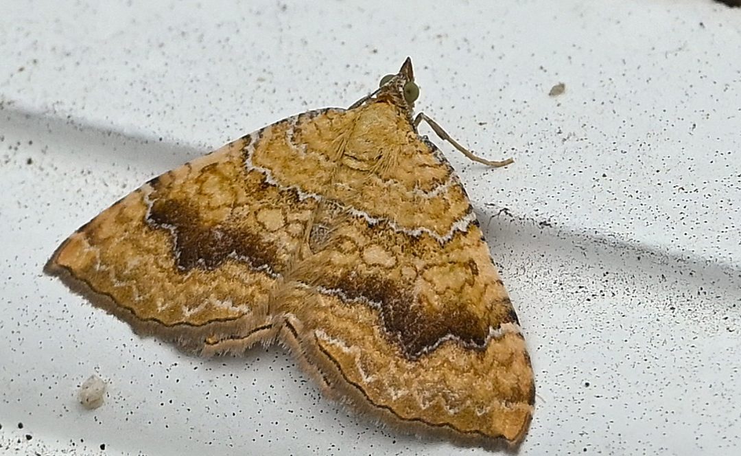 Gulvingad fältmätare | Yellow Shell | Camptogramma bilineata