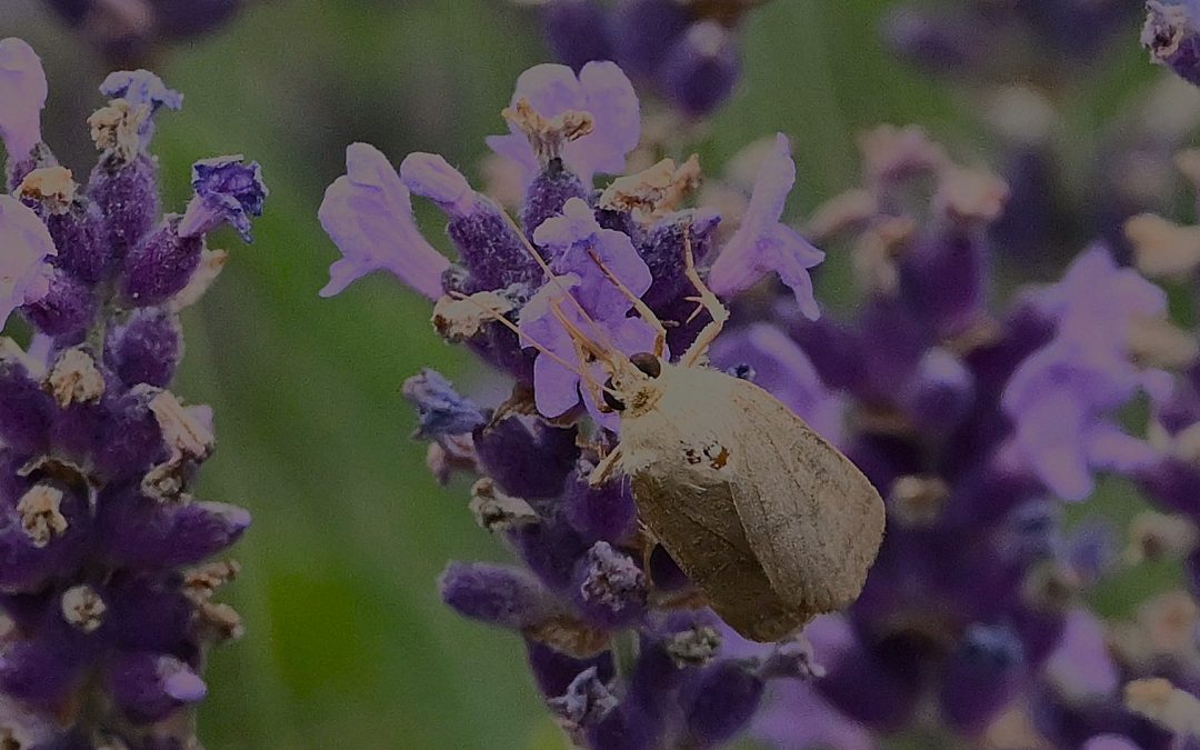 Leverbrunt bandfly | Lesser Yellow Underwing | Noctua comes