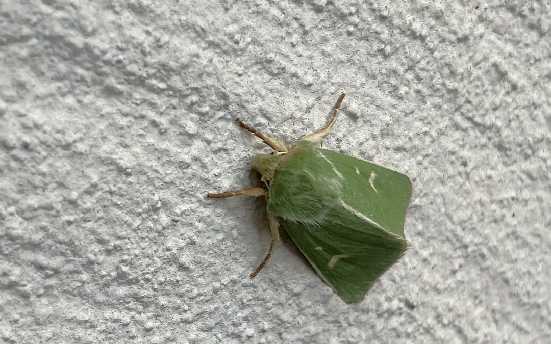 Grönt hedmarksfly | Burren Green | Calamia tridens