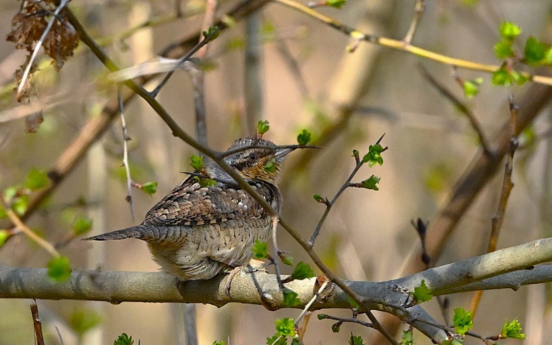 Göktyta | Eurasian Wryneck | Jynx torquilla