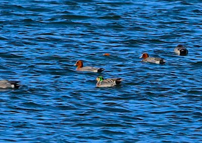 Gulkindad Kricka | Baikal Teal | Sibirionetta formosa