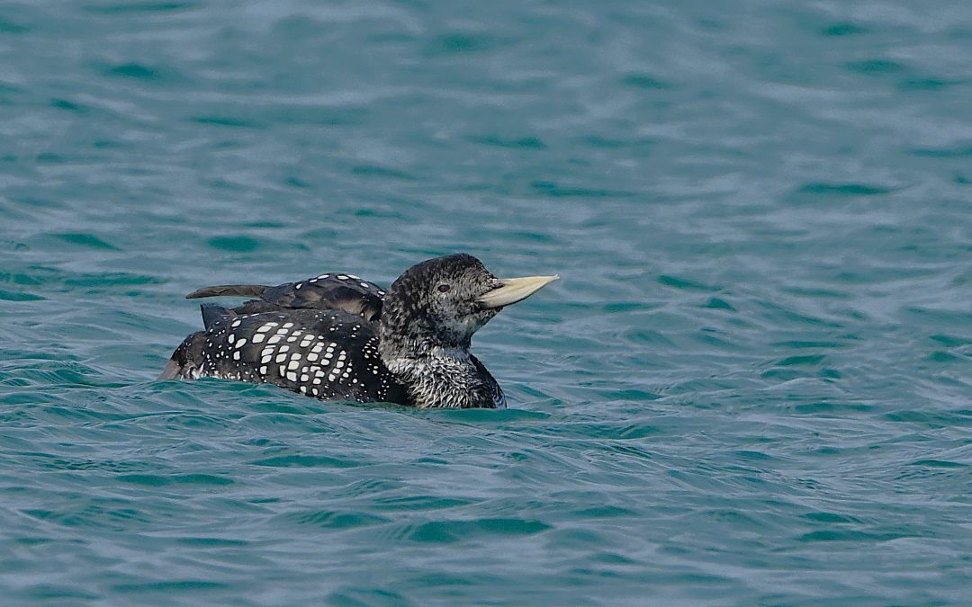 Vitnäbbad Islom | Yellow-billed Loon | Gavia adamsii