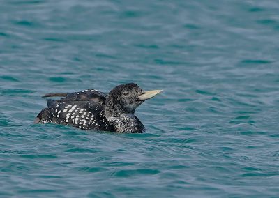 Vitnäbbad Islom | Yellow-billed Loon | Gavia adamsii
