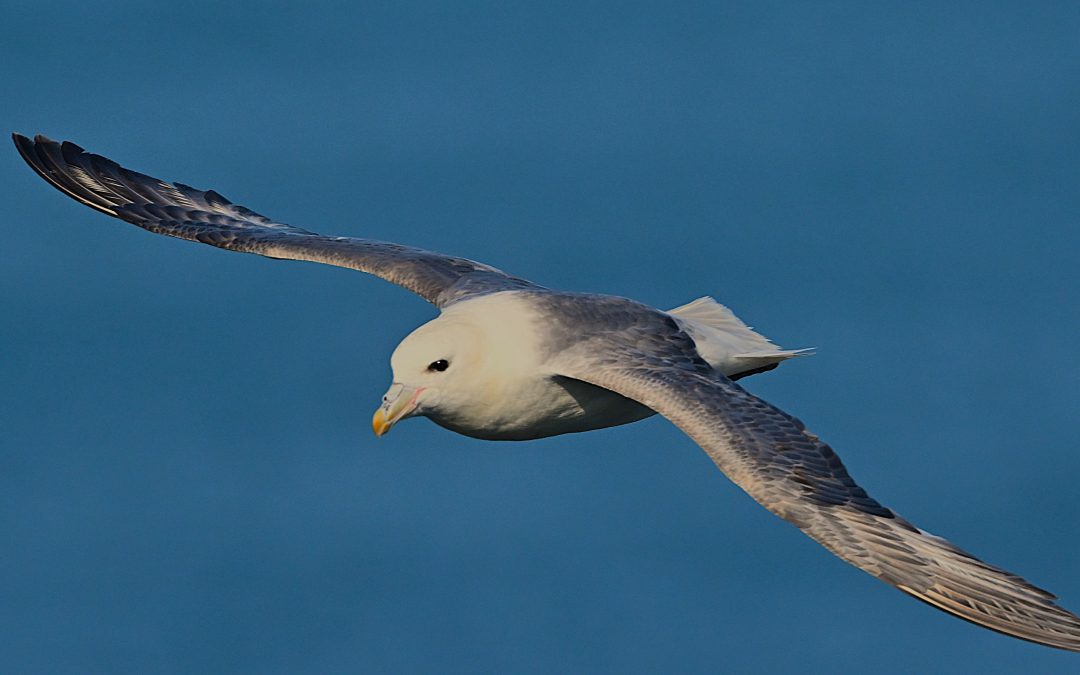 Stormfågel | Northern Fulmar | Fulmarus glacialis
