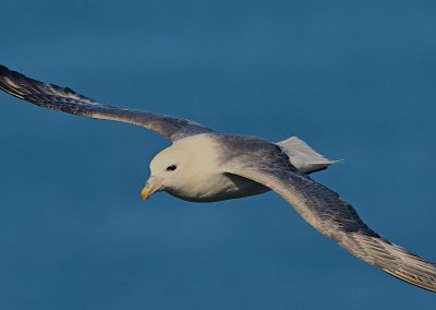 Stormfågel | Northern Fulmar | Fulmarus glacialis