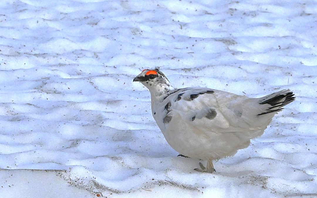 Fjällripa | Rock Ptarmigan | Lagopus muta